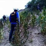 Intervienen cultivos de droga en La Libertad