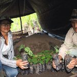 Monzón se abre al mercado de sacha inchi