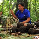 Madre de Dios: Implementan proyecto sobre castaña que beneficia a 650 familias