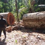 Madre de Dios: Ocho años de condena para traficante de madera