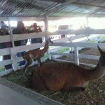 Nació Lesly, la llamita del Expo Yauris 2018