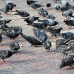 Palomas: Son un vector de enfermedades de cuidado