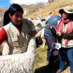 Puno: Entregan kits veterinarios para proteger a cinco mil cabezas de ganado