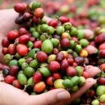 San Martín: Invierten más de S/ 1 millón en organizaciones agrarias de café y arroz