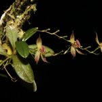 Anuncian descubrimiento de nueva orquídea en el Parque Nacional Tingo María