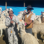 Auxilian más de 300 000 cabezas de ganado en Cusco por heladas