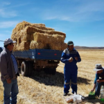 Ayacucho: Ganaderos reciben alimentos y kits veterinarios para proteger sus animales de las heladas