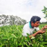 Bolivia: Acelerado proceso de extranjerización de tierras