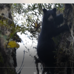 Cusco: Captan primeras imágenes de oso de anteojos en el SN Megantoni