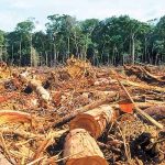 En el primer semestre de 2018 la Amazonía peruana perdió 23 000 hectáreas