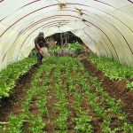 Desarrollarán ecosistema de innovación con enfoque de agro biodiversidad en San Martín