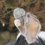 El Valle del Sondondo: Refugio de Cóndores (II)