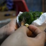 En los últimos tres meses se incautó en Lima cerca de 600 loros silvestres