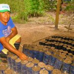 Entregan 930 kilos de semillas de cacao a productores en San Martín