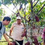 Focalizan zonas cacaoteras para desarrollar diagnóstico fitosanitario en San Martín