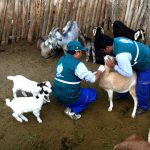 Inician estudio serológico contra la brucelosis caprina en el Vraem