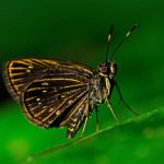 Mariposario en PN Sierra del Divisor será nueva alternativa económica en Ucayali