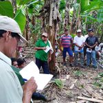 Productores de plátano buscan mejorar y aumentar producción