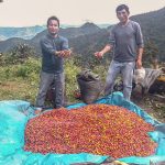 Unas 730 hectáreas de coca reconvertidas a café en el Vraem
