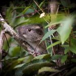 Rara especie de roedor es registrada en el Santuario Histórico de Machupicchu