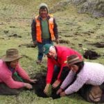 Reforestarán bosques puneños con árboles de pino