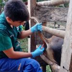Refuerzan monitoreo en Ucayali para identificar casos de Brucelosis bovina