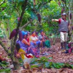 San Martín: Más de 50 productores de cacao participan en el “Día de Campo”
