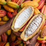 San Martín: Promoverán reducción del cadmio en cultivo de cacao
