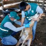 Ucayali: Realizan muestreo serológico para descarte de enfermedades en ovinos