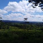 Avanza zonifiación forestal en la región Huánuco