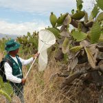 Ayacucho: Intensifican vigilancia contra plaga de langostas ante llegada de lluvias