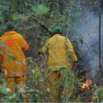 Controlan incendio forestal en Lambayeque