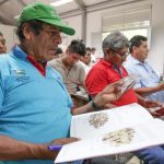 Promueven calidad en cadena de valor de la castaña amazónica