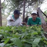 San Martín: Agricultores capacitados en manejo de viveros de cacao