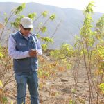 Arequipa: Productores de durazno con planes de mejora para sus cultivos