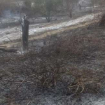 Bomberos extinguen incendio forestal en Lambayeque