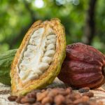 Cacao de San Martín cumple estándares de exportación establecidas por la Unión Europea