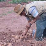 Científicos usan parientes silvestres de la papa para desarrollar variedades adaptadas al cambio climático