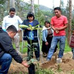 Cultivo del palto gana más adeptos en Huánuco