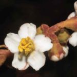 Descubren seis nuevas especies de plantas en el Parque Nacional Yanachaga Chemillén