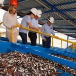 Desembarque de anchoveta registrado en noviembre es el más alto desde 2013