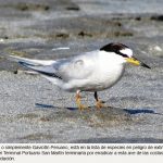 “Han mentido y están a punto de extinguir a una especie de ave”