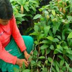 Huánuco invierte más de s/ 28 millones en proyectos de forestación