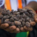 Importadores alemanes interesados en el cacao peruano