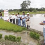 Impulsan cultivo de arroz libre de agroquímicos en San Martín