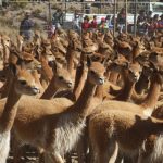 Ayacucho: Población de vicuñas crece en 1 000%