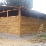 San Martín: Impulsan el cultivo del bambú para su industrialización y recuperación de suelos degradados