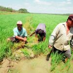 San Martín muestra un incremento de 26% de la superficie sembrada de arroz