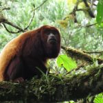 Tres nuevas Áreas de Conservación Privada son reconocidas en Madre de Dios, Cajamarca y Amazonas