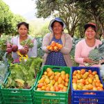 Ayacucho: Hortalizas frescas de Haku Wiñay alimentan a escolares de Qali Warma